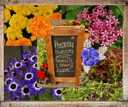 Horsefly Nursery vendor directory 2021 wp 500