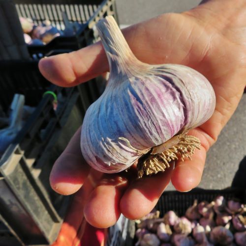 cdfma tuesday september 20 2022 dunbarton farm garlic (2) wp 500